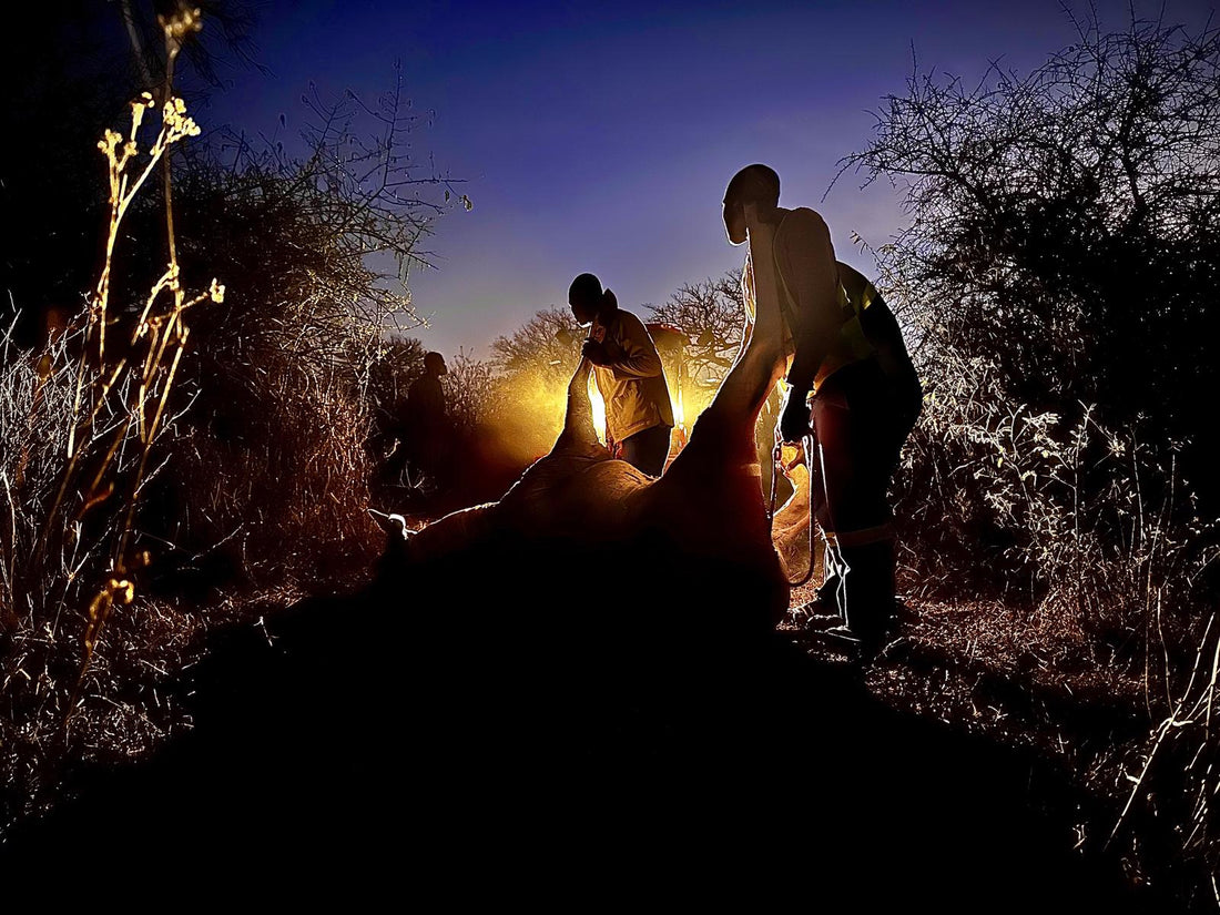 Silhouetted hunters field-processing a downed animal at dusk in African bush, backlit by a lantern glow against a darkening blue sky.